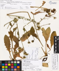 Hieracium amplexicaule L. subsp. berardianum (A.-T) Z.