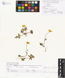 Ranunculus nemorosus DC.