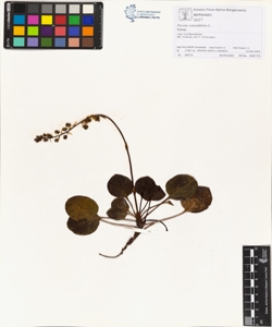 Pyrola rotundifolia L.