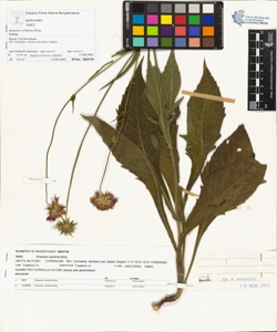 Knautia velutina Briq.