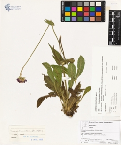 Knautia transalpina (Crist) Briq.