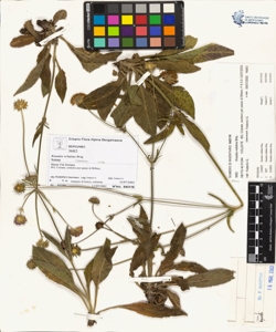 Knautia velutina Briq.