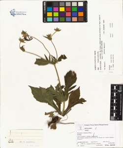 Knautia velutina Briq.