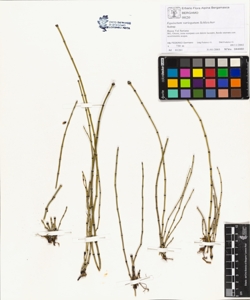 Equisetum variegatum Schleicher