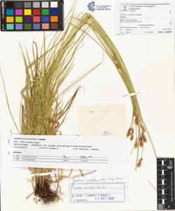Carex contigua Hoppe