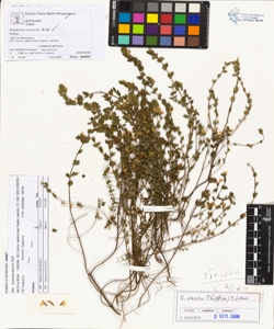 Euphras¿a stricta D. Wolff