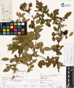 Rosa canina L. sensu Bouleng. var canina