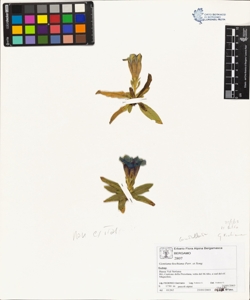 Gentiana kochiana Perr. et Song