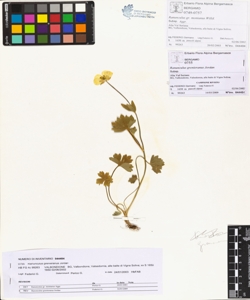 Ranunculus grenieranus Jordan