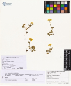 Ranunculus montanus Willd. s.s.