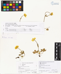 Ranunculus grenieranus Jordan