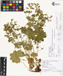 Alchemilla monticola Opiz