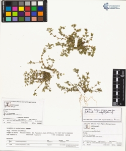 Arenaria serpyllifolia L.
