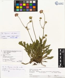 Knautia illyrica Beck