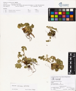 Alchemilla micans Buser
