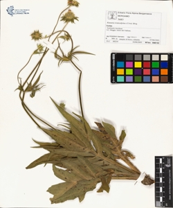 Knautia transalpina (Crist) Briq.
