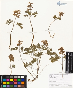 Corydalis cava (L.) Schweigg. et Koerte