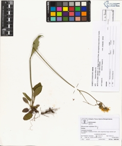 Hieracium bifidum Kit.