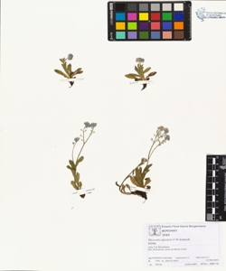 Myosotis alpestris F.W.Schmidt.