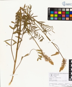 Onobrychis viciifolia Scop.