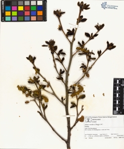 Alnus viridis (Chaix) DC.