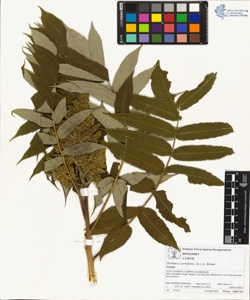 Sorbaria sorbifolia (L.) A. Braun