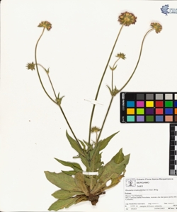 Knautia transalpina (Crist) Briq.