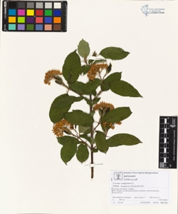 Cornus sanguinea L. subsp. hungarica (Karpati) So¿