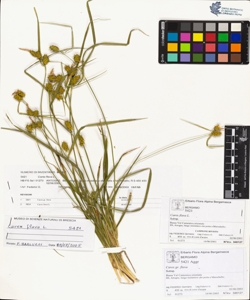 Carex flava L.