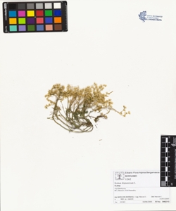 Sedum hispanicum L.