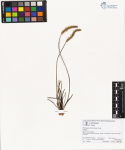 Plantago holosteum Scop.