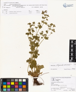 Alchemilla strigosula Buser