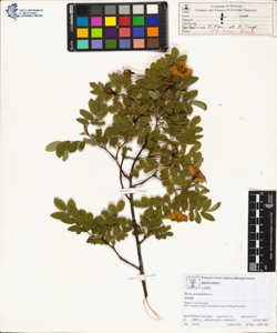 Rosa pendulina L.