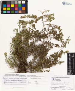 Thymus praecox Opiz subsp. polytrichus (A. Kerner ex Borbas) Jalas