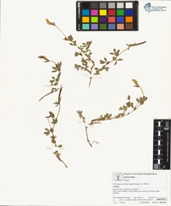 Tetragonolobus maritimus (L.) Roth