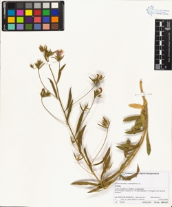 Convolvulus cantabrica L.