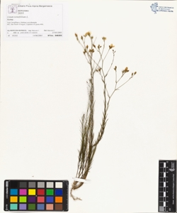 Linum tenuifolium L.