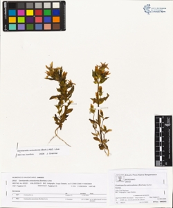 Gentianella anisodonta (Borb¿s) L¿ve