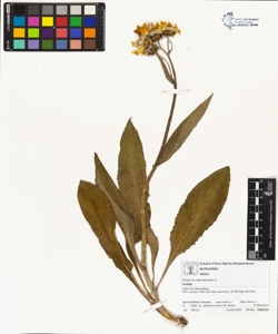 Senecio doronicum L.