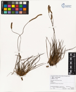 Plantago holosteum Scop.