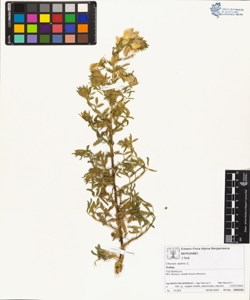 Ononis natrix L.