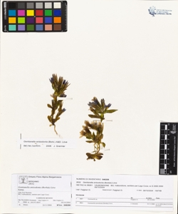 Gentianella anisodonta (Borb¿s) L¿ve
