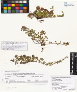 Thymus praecox Opiz subsp. polytrichus (A. Kerner ex Borbas) Jalas