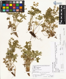 Alchemilla nitida Buser