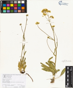 Biscutella laevigata L. subsp. laevigata