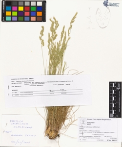 Festuca vales¿aca Schleicher