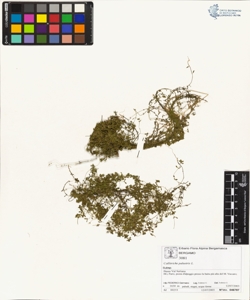 Callitriche palustris L.