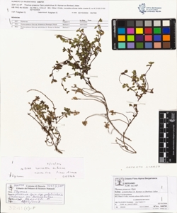 Thymus praecox Opiz subsp. polytrichus (A. Kerner ex Borbas) Jalas