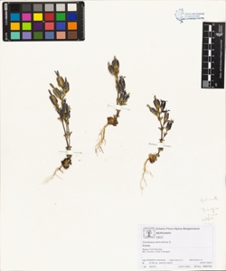 Gentiana utriculosa L.