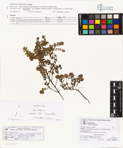 Thymus praecox Opiz subsp. polytrichus (A. Kerner ex Borbas) Jalas